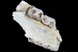 Oreodont Jaw Section With Teeth - South Dakota #82194-1
